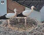 Capi_Dubne_20260719_192003.jpg