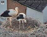 Capi_Dubne_20260719_193503.jpg
