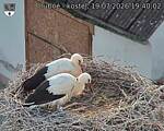 Capi_Dubne_20260719_194002.jpg