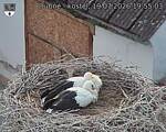 Capi_Dubne_20260719_195503.jpg