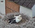 Capi_Dubne_20260719_200003.jpg