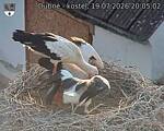 Capi_Dubne_20260719_200502.jpg
