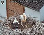 Capi_Dubne_20260719_204504.jpg