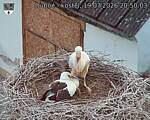 Capi_Dubne_20260719_205003.jpg