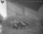 Capi_Dubne_20260719_224502.jpg