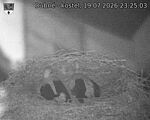 Capi_Dubne_20260719_232503.jpg
