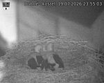 Capi_Dubne_20260719_235503.jpg