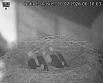 Capi_Dubne_20260720_001003.jpg
