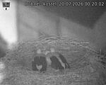 Capi_Dubne_20260720_002002.jpg