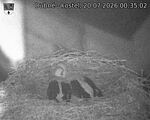 Capi_Dubne_20260720_003502.jpg