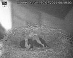 Capi_Dubne_20260720_005003.jpg
