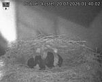 Capi_Dubne_20260720_014002.jpg