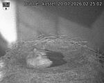 Capi_Dubne_20260720_022502.jpg