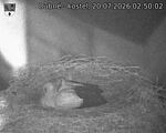 Capi_Dubne_20260720_025002.jpg
