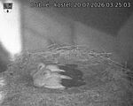 Capi_Dubne_20260720_032503.jpg
