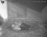 Capi_Dubne_20260720_040502.jpg