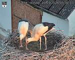 Capi_Dubne_20260720_053003.jpg