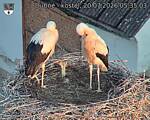 Capi_Dubne_20260720_053503.jpg