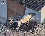 Capi_Dubne_20260720_061504.jpg