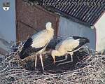 Capi_Dubne_20260720_062503.jpg