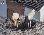 Capi_Dubne_20260720_063504.jpg