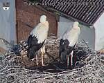 Capi_Dubne_20260720_065003.jpg