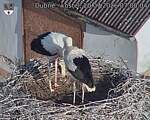Capi_Dubne_20260720_070004.jpg