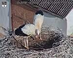 Capi_Dubne_20260720_070504.jpg