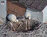 Capi_Dubne_20260720_072004.jpg