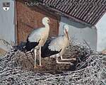 Capi_Dubne_20260720_073004.jpg