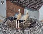 Capi_Dubne_20260720_073502.jpg