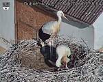 Capi_Dubne_20260720_075004.jpg