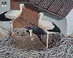 Capi_Dubne_20260720_080003.jpg