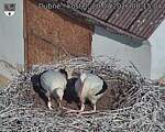 Capi_Dubne_20260720_081504.jpg