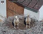 Capi_Dubne_20260720_085502.jpg
