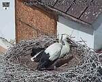 Capi_Dubne_20260720_112504.jpg