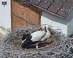 Capi_Dubne_20260720_113002.jpg
