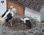 Capi_Dubne_20260720_121003.jpg