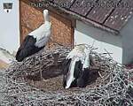 Capi_Dubne_20260720_121502.jpg