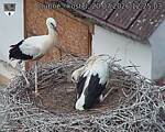 Capi_Dubne_20260720_122503.jpg
