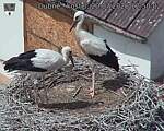 Capi_Dubne_20260720_125002.jpg