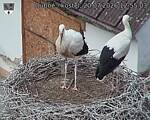 Capi_Dubne_20260720_125503.jpg
