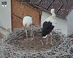 Capi_Dubne_20260720_133002.jpg
