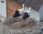 Capi_Dubne_20260720_141003.jpg