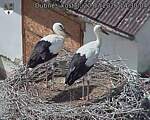 Capi_Dubne_20260720_143004.jpg