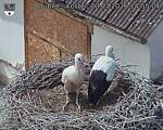 Capi_Dubne_20260720_145504.jpg