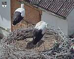 Capi_Dubne_20260720_152003.jpg