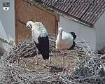 Capi_Dubne_20260720_153004.jpg