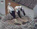Capi_Dubne_20260720_161003.jpg