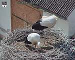 Capi_Dubne_20260720_162504.jpg